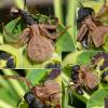 Xysticus sp.